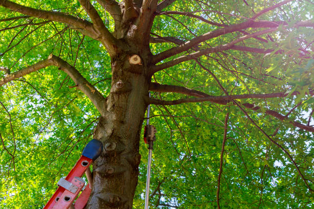 Tree Service Company in Kekaha, HI